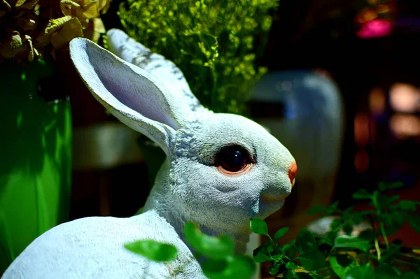 Closeup Shot Cute Rabbit — Stock Photo, Image