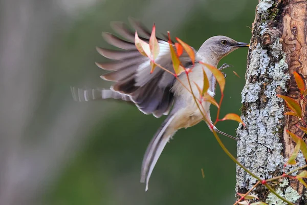 Schöne Aufnahme Des Jungvogels Natürlichem Lebensraum — Stockfoto