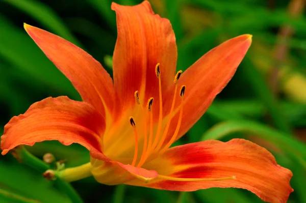 Gyönyörű Liliom Virág Kertben — Stock Fotó