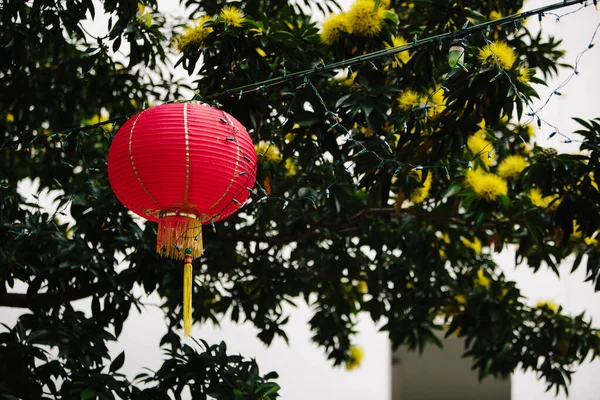 Kinesiska Nyår Lykta Hängande Trädet — Stockfoto
