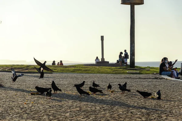 Una Bandada Gaviotas Cielo — Foto de Stock