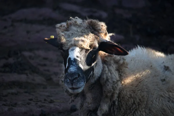 Nahaufnahme Einer Kuh Auf Einem Feld — Stockfoto