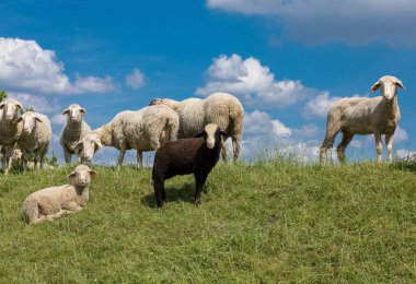 flock of sheep in the meadow clipart