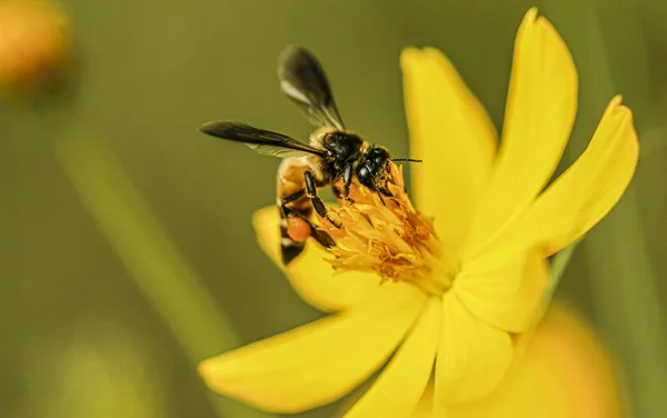 Пчела Собирает Пыльцу Желтый Цветок — стоковое фото