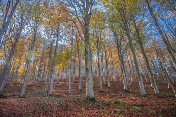 公園内の秋の森 — ストック写真