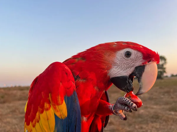 Beautiful Colorful Macaw Parrot Beach — Stock Photo, Image