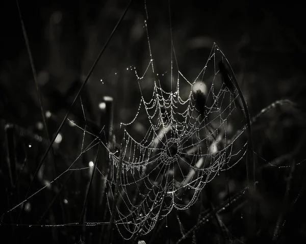 Telaraña Con Telaraña Flora — Foto de Stock