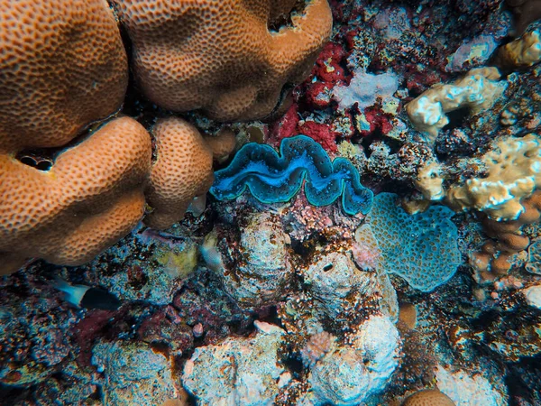 Belle Vue Sous Marine Récif Corallien Tropical — Photo
