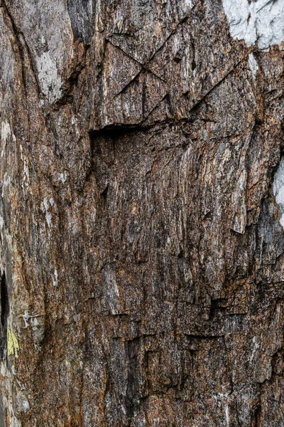 Кори Дерева Тріщинами Подряпинами — стокове фото
