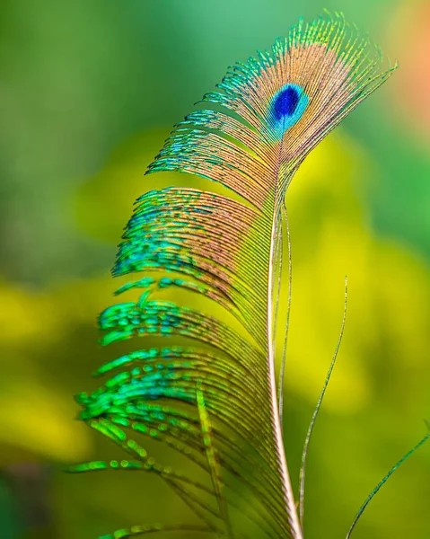 Hermoso Plano Botánico Fondo Pantalla Natural —  Fotos de Stock