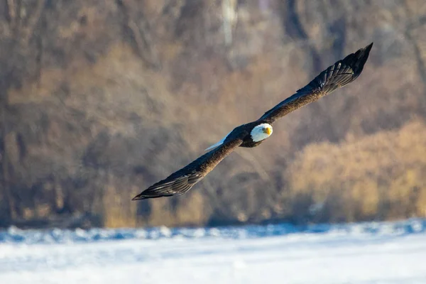 Fågel Flygning Sjön — Stockfoto