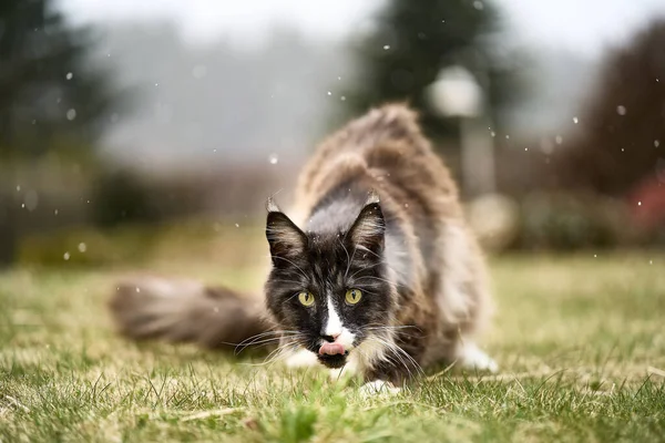 Cat Grass — Stock Photo, Image