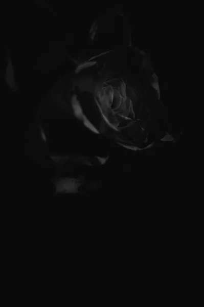 美丽玫瑰的黑白照片 — 图库照片