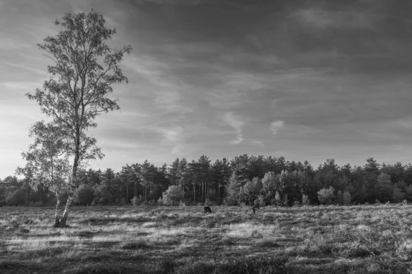 Bela Paisagem Com Uma Árvore Céu Nublado — Fotografia de Stock