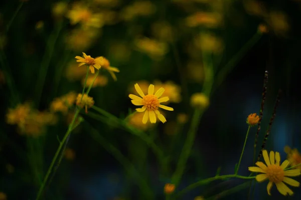 Belles Fleurs Jaunes Dans Jardin — Photo