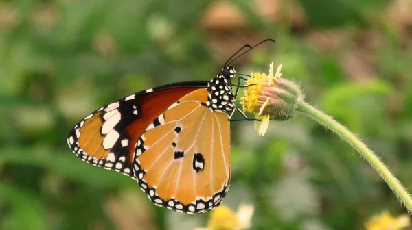 美丽的蝴蝶在花朵上 — 图库照片