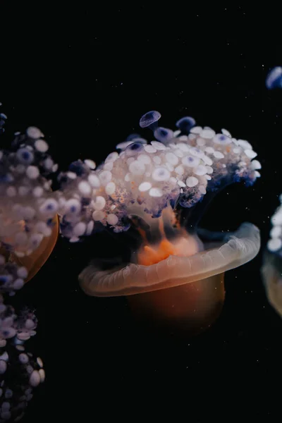 Jellyfish Aquarium — Stock Photo, Image