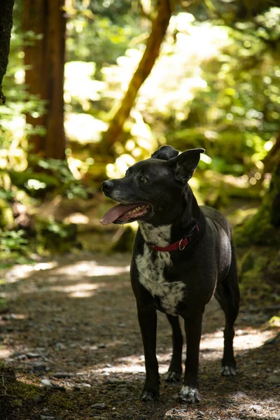 Czarny Biały Pies Parku — Zdjęcie stockowe