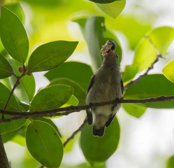 Primo Piano Degli Uccelli Nell Habitat Naturale — Foto Stock