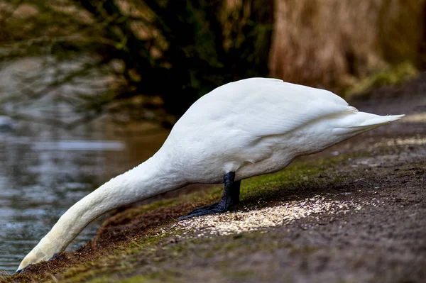 Weißer Schwan Auf Dem See — Stockfoto