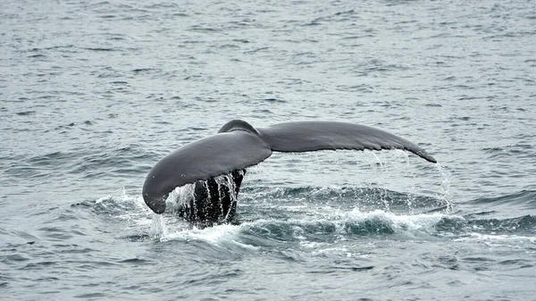 Dolphin Sea Coast — Stock Photo, Image