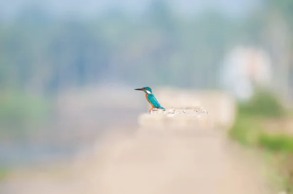 Vogel Auf Dem See — Stockfoto