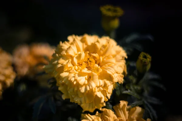 Flores Bonitas Jardim — Fotografia de Stock