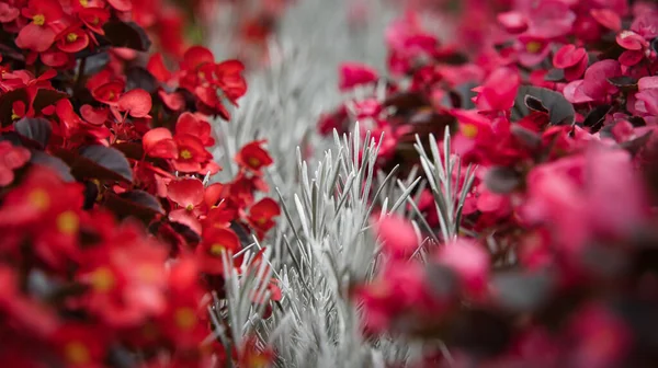 Beautiful Flowers Garden — Stock Photo, Image