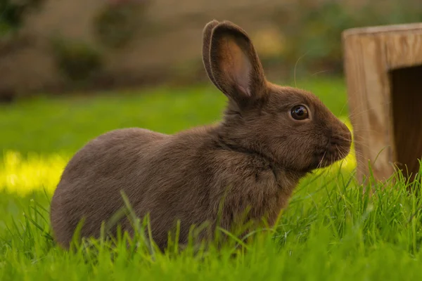 Niedliches Kaninchen Gras — Stockfoto