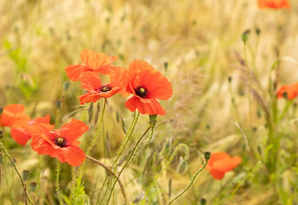 Schöne Blumen Wachsen Garten — Stockfoto