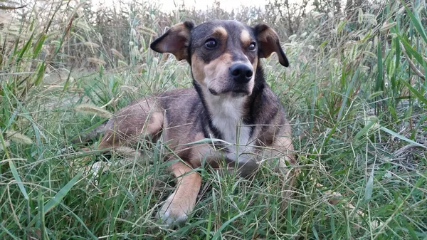 Uitzicht Honden Spelen Buiten — Stockfoto