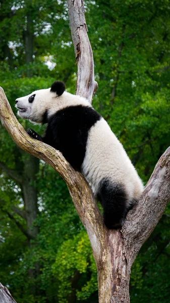 Gigantyczna Panda Jedząca Bambus Lesie — Zdjęcie stockowe