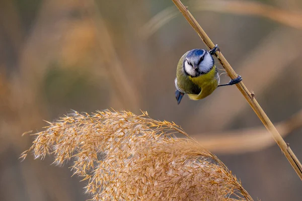 Ein Vogel Sitzt Auf Einem Ast Eines Baumes — Stockfoto