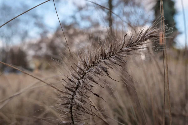 畑の乾いた草は — ストック写真