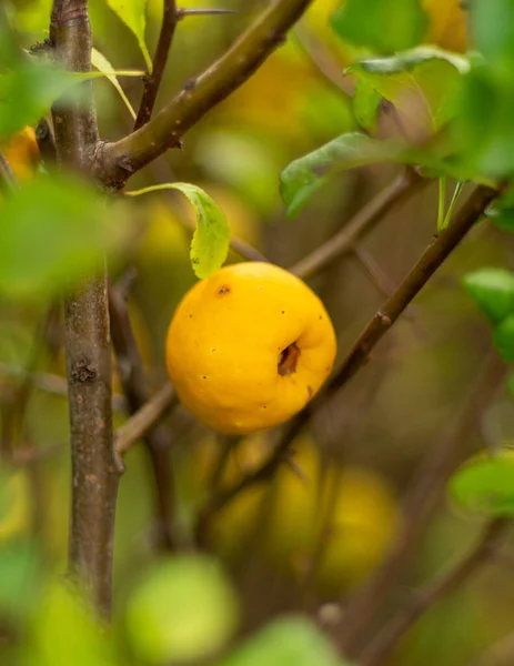 Fruits Jaunes Mûrs Sur Arbre — Photo