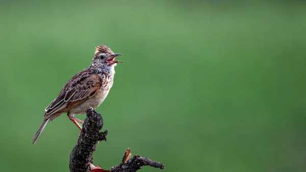 Een Vogel Zit Een Tak Van Een Boom Het Bos — Stockfoto