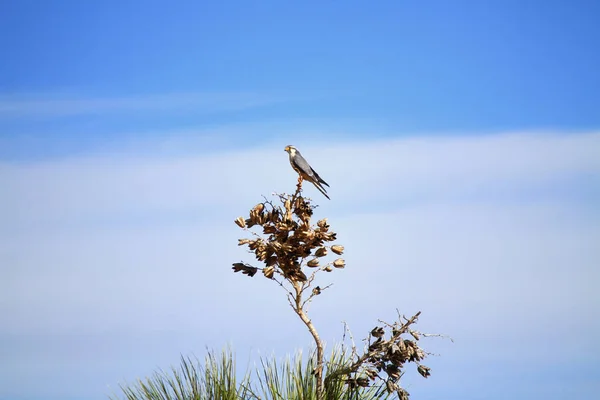 Ein Vogel Nest Eines Baumes Hintergrund — Stockfoto