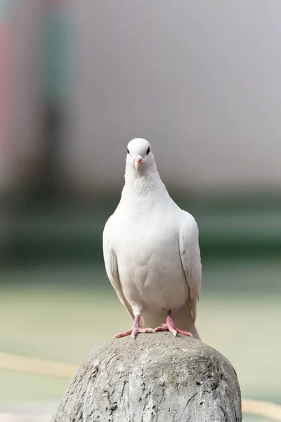 Gaivota Praia — Fotografia de Stock