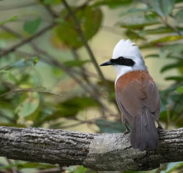 Zbliżenie Ptaków Środowisku Naturalnym — Zdjęcie stockowe