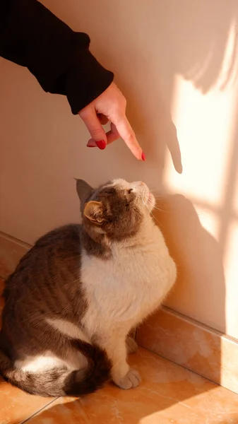 Şirin Kedi Yavrusu Sahibi — Stok fotoğraf