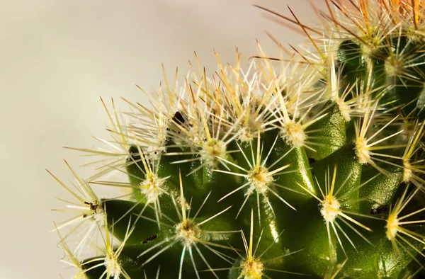 Kaktuszok Kertben — Stock Fotó