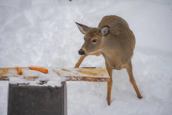Red Deer Snow — Stock Photo, Image