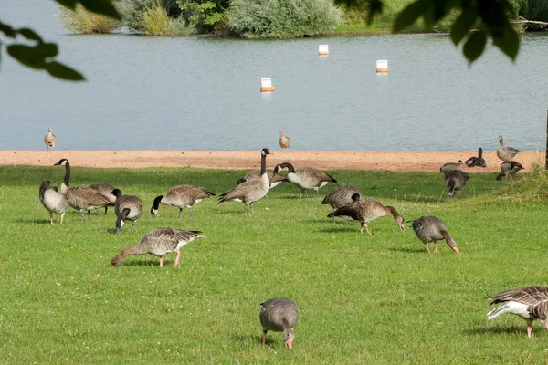 Bandada Gansos Cerca Del Lago Fondo —  Fotos de Stock