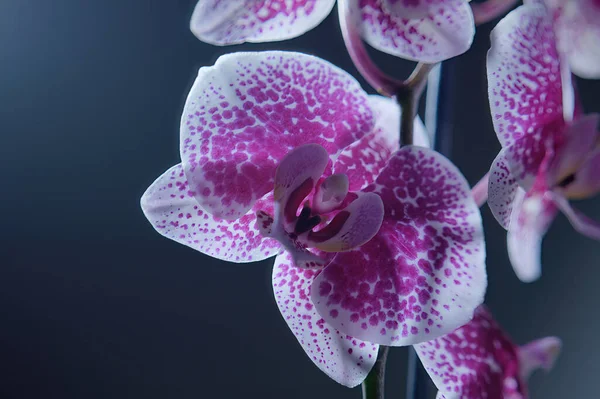Bela Flor Orquídea Fundo Escuro — Fotografia de Stock