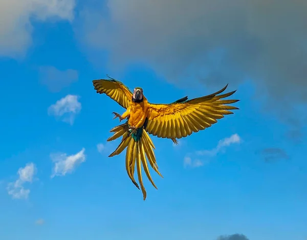 Piękny Ptak Niebie — Zdjęcie stockowe