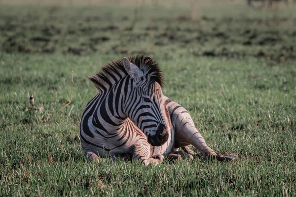 Zebra Nella Savana Kenya — Foto Stock