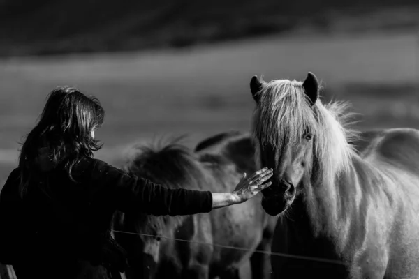Молодая Женщина Лошадью Поле — стоковое фото