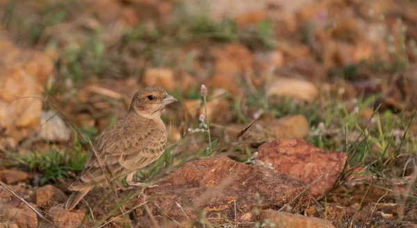 Primer Plano Aves Hábitat Natural — Foto de Stock