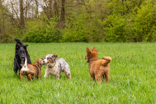 Two Dogs Green Meadow — Stock Photo, Image