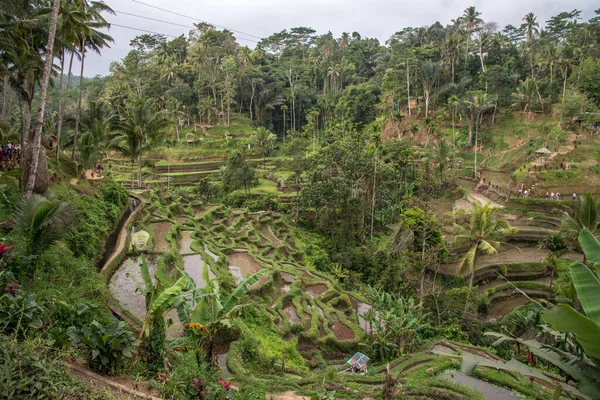 Yeşil Pirinç Alan Bali Endonezya — Stok fotoğraf